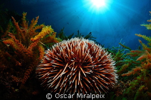 sea urchin by Oscar Miralpeix 